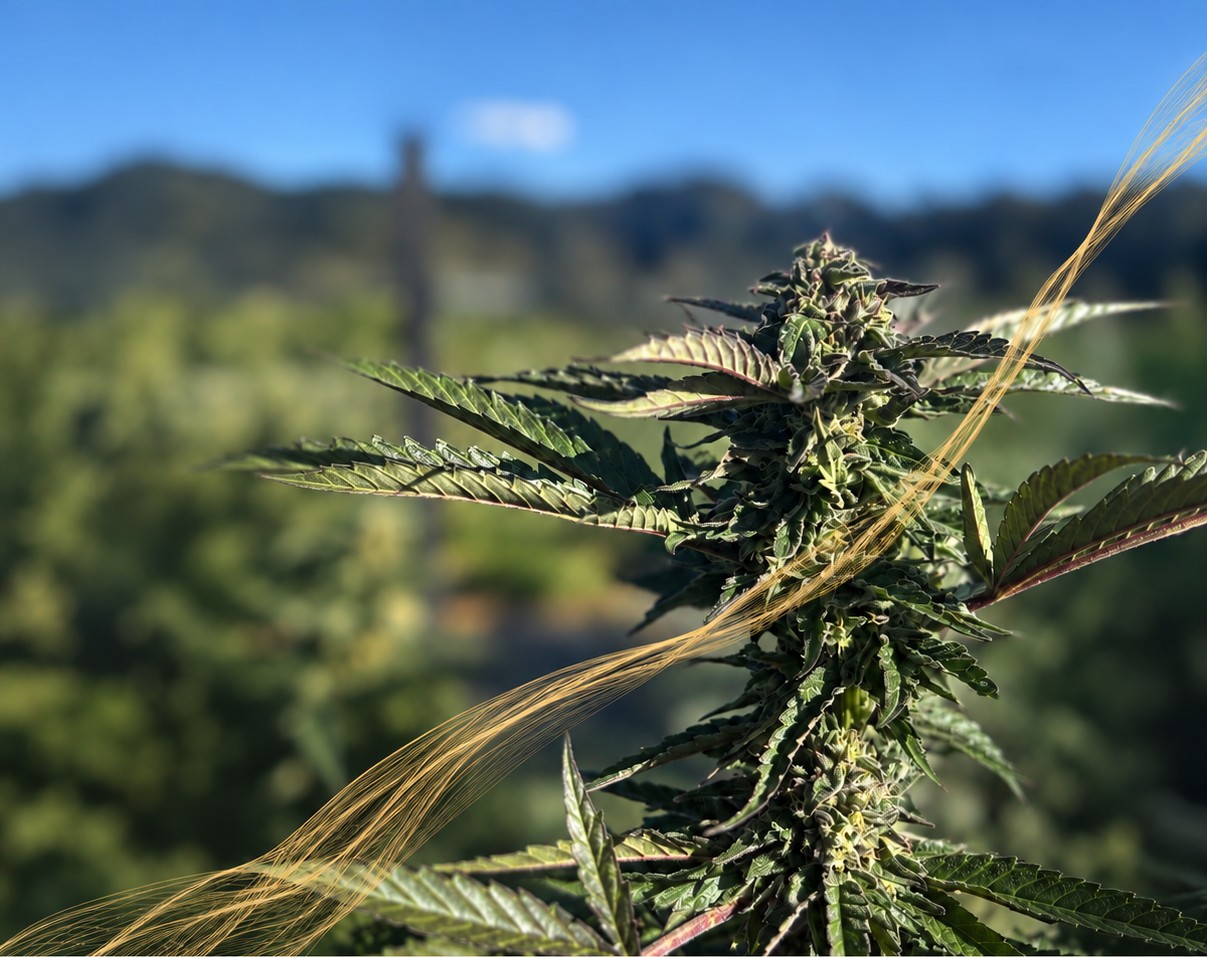 A flowering cannabis plant at Māra in full sun, the Hawke’s Bay hills soft behind it, a thread of gold light crossing the frame