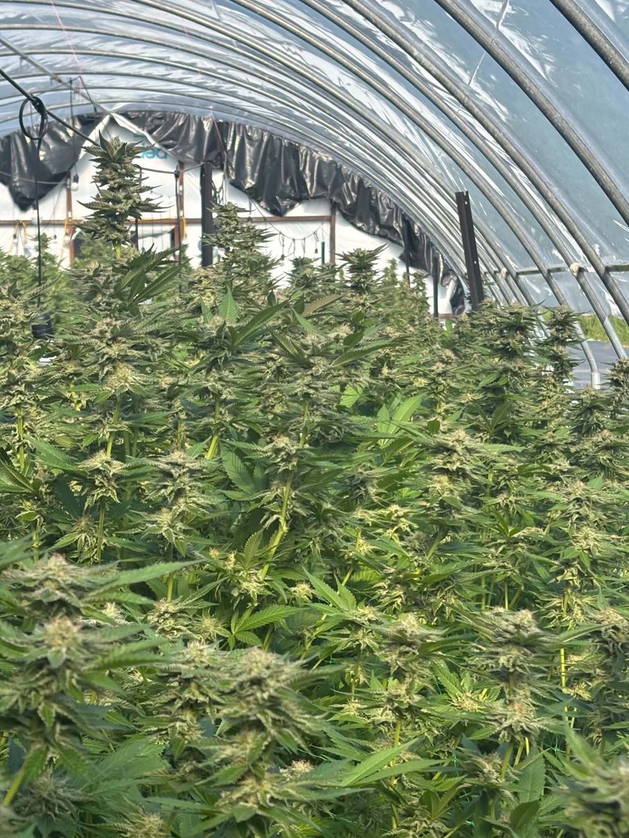 Mature medicinal cannabis plants growing under natural light in an Aho Farms greenhouse