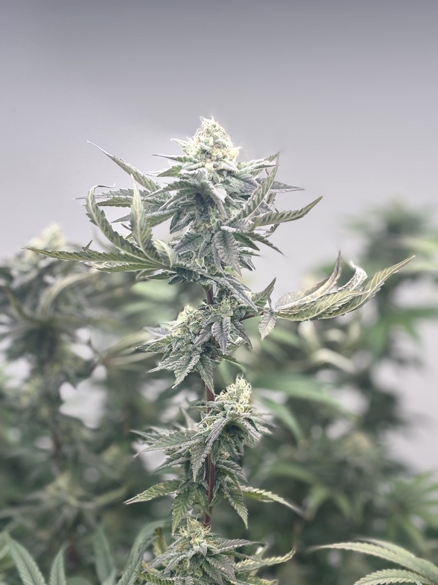 A mature medicinal cannabis flower growing in Aho Farms' controlled indoor environment