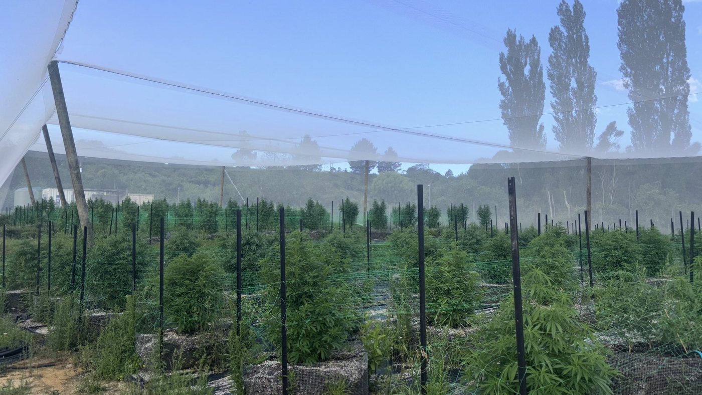 Outdoor cultivation at Māra under shade netting, plants in staked rows with poplars beyond