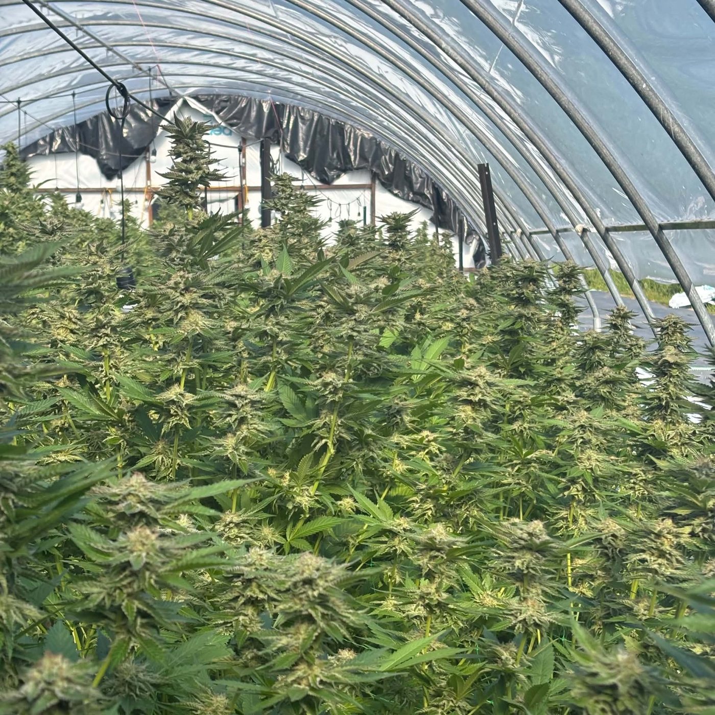 A Māra greenhouse in full flower, colas crowding the frame