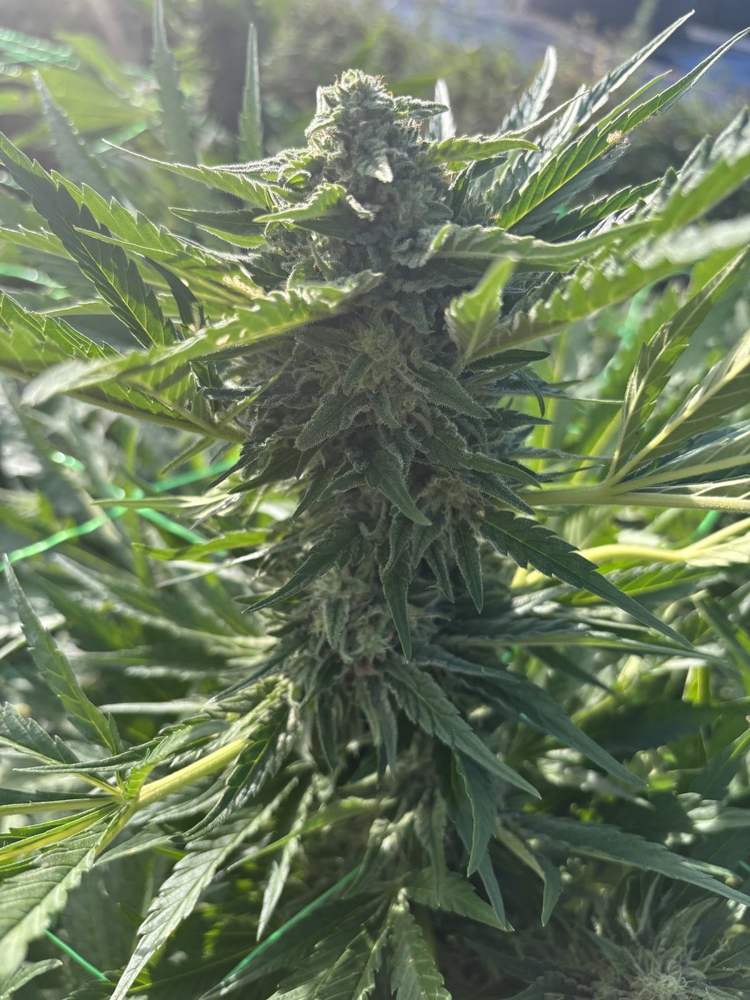 A mature outdoor cola at Māra, close, in full sun