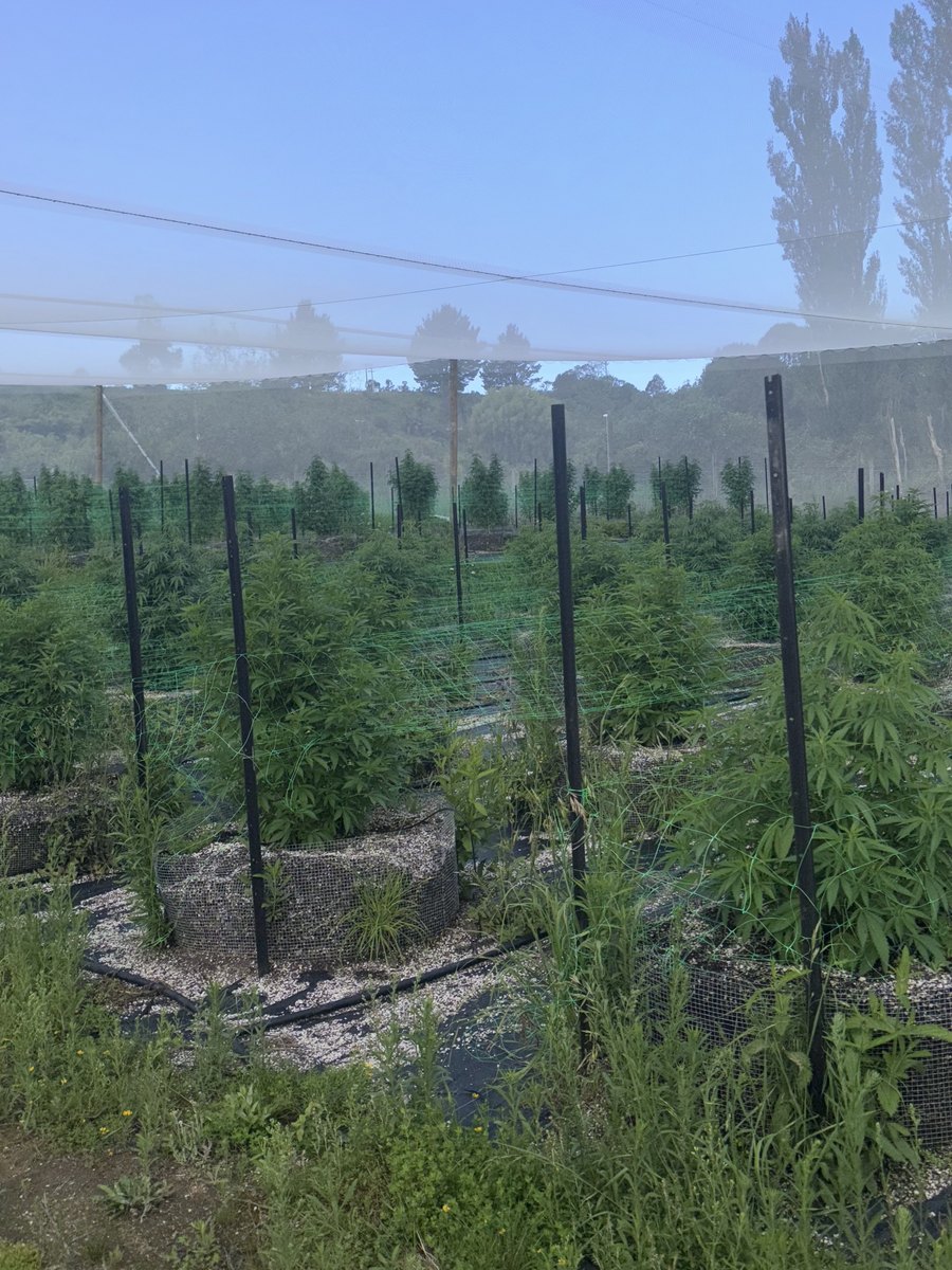 Medicinal cannabis plants growing outdoors under protective netting in Hawke's Bay