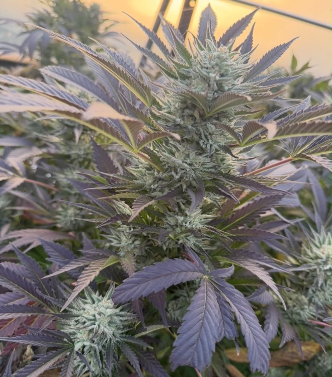 Aho flower colas with purple-toned leaves in the greenhouse at golden hour