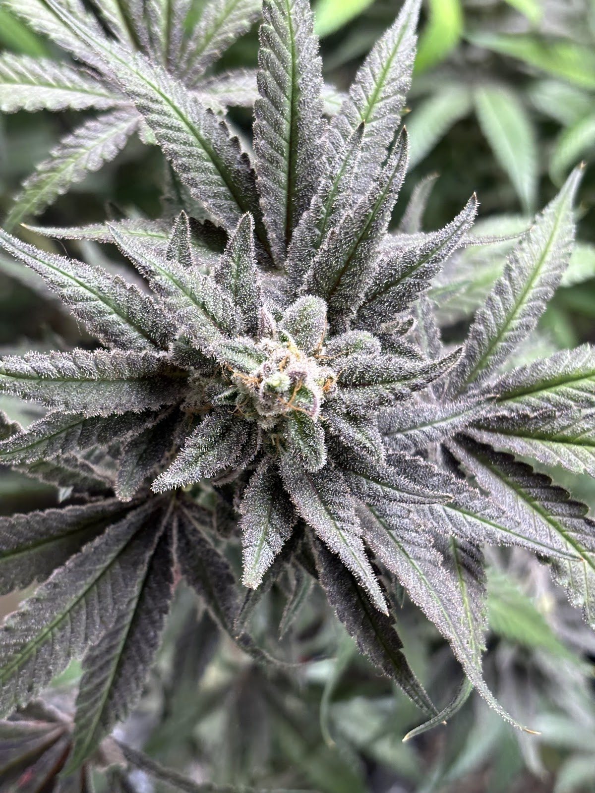 An Aho cola seen from above, every leaf and calyx frosted with trichomes