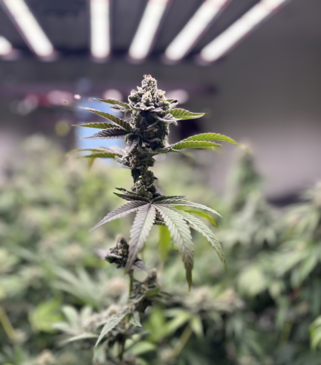 An Aho flower cola growing under indoor LED lights