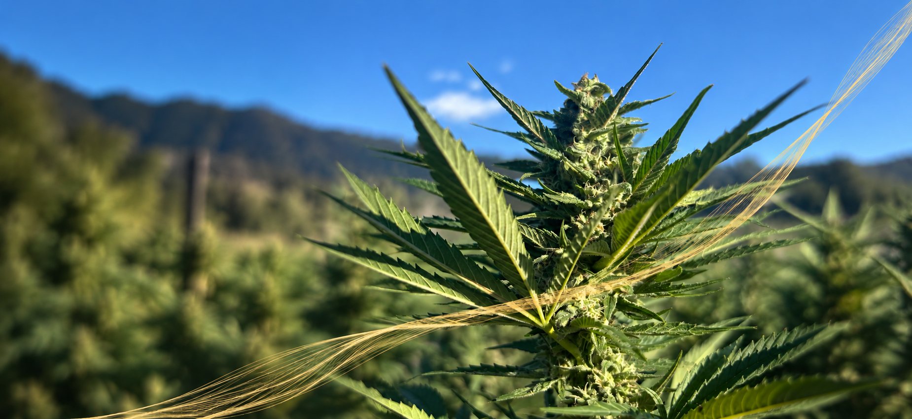 A mature outdoor cola in full sun, a muka thread of gold light woven through its leaves