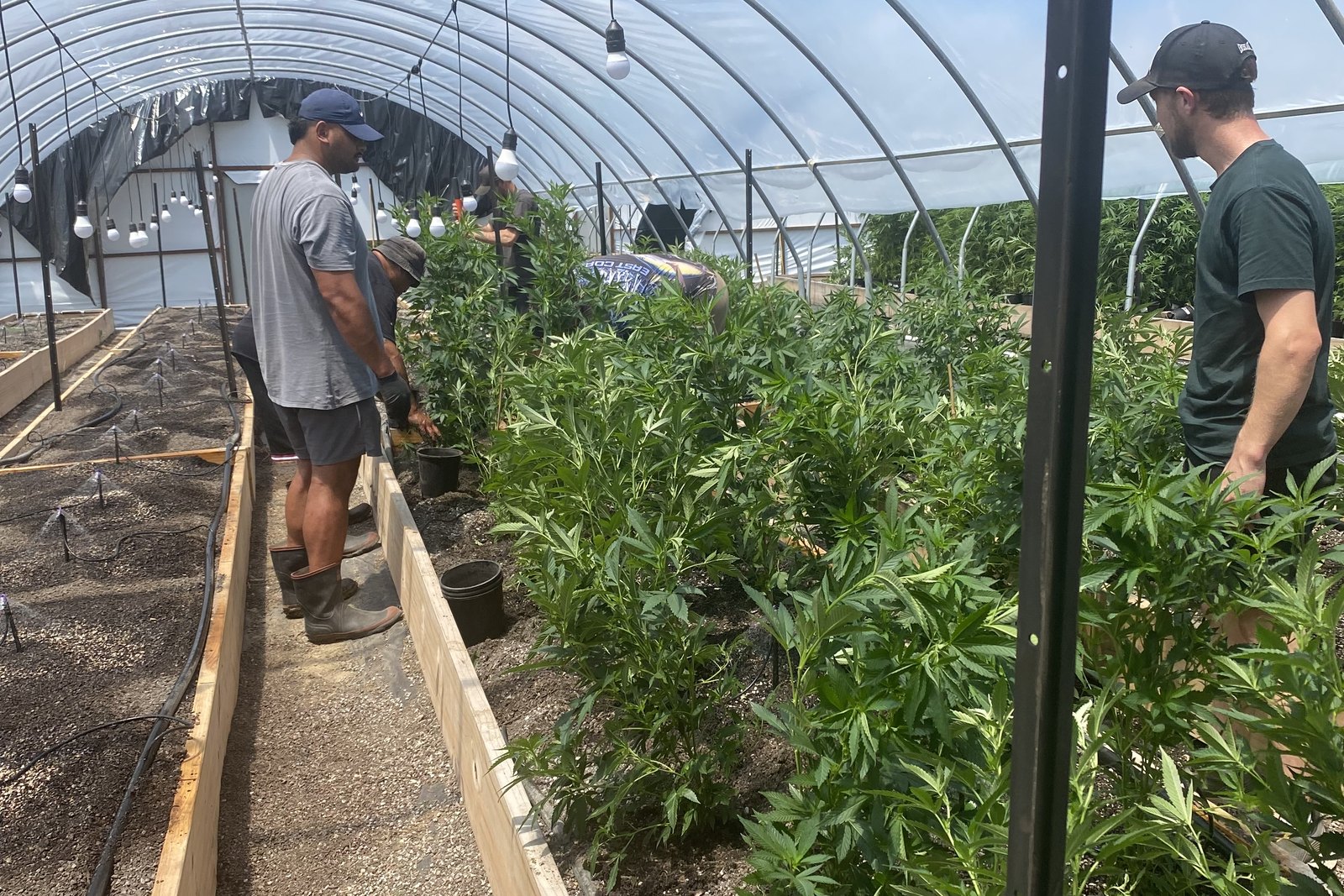 The Aho Farms team working among medicinal cannabis plants in a greenhouse