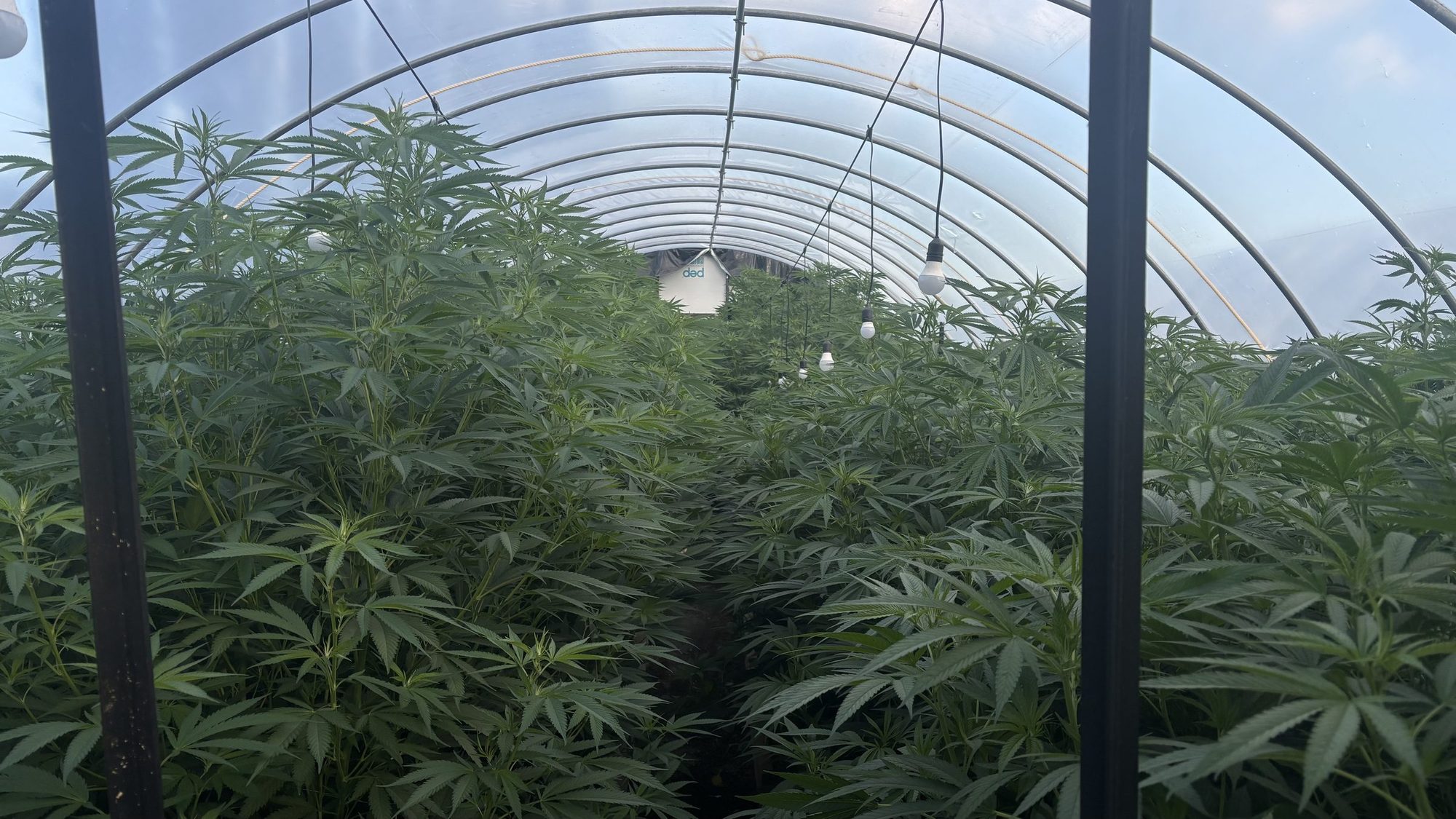 Rows of plants under the tunnel houses at Aho Farms