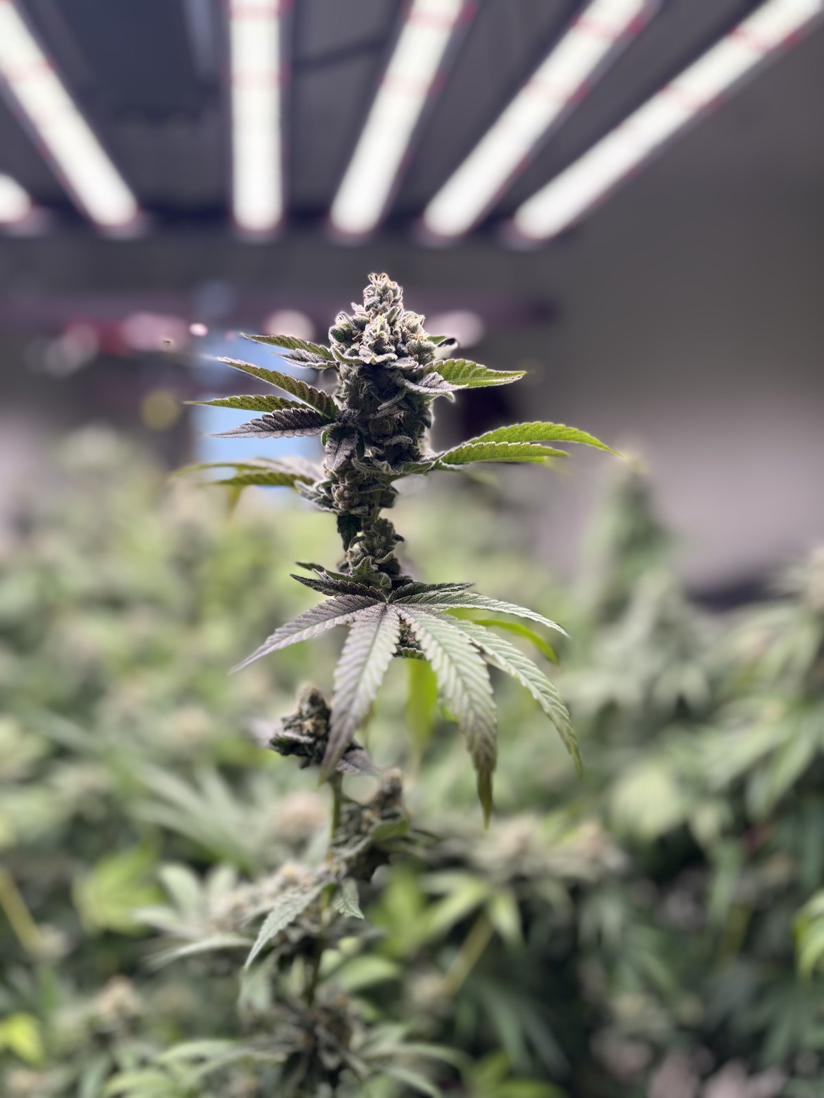 A flowering medicinal cannabis plant under cultivation lights at Aho Farms